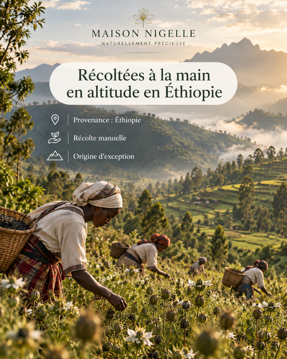 Graine de Nigelle d'Ethiopie
